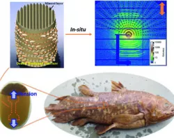 Coelacanth Fish Scale Design