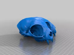 Conjoined Cat Skull