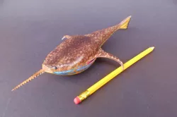 Doryaspis