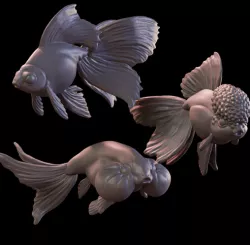 Goldfish trio