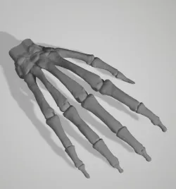Human Hand Bones Hanger