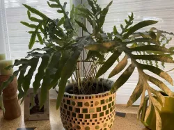 Plant Support