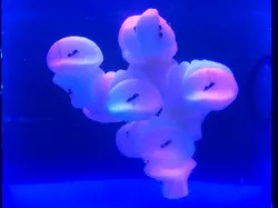 3D Printed Self-Assembling Cells