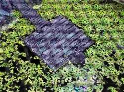 Amphibian floating dock