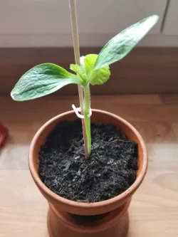 Skewer Plant Clip V3