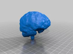 Brain