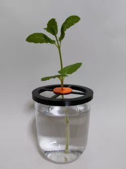 Customizable stem holder for plant propagation in a glass