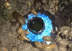 Eco Slug Trap