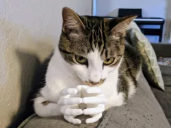 Kitty Hands