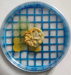 Petri dish grid (90mm) case 1cm BLOB Physarum polycephalum