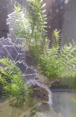 Planter - Tilable Hex Planter