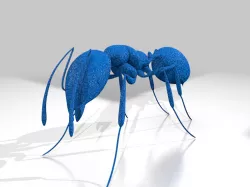 Red fire ant