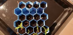 Reusable 'push-pop' Seedling Cups
