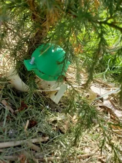 Tree Propagation Bowl