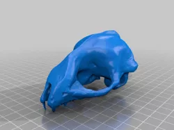 Bat Skull