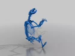 bear skeleton