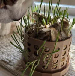 Flowerpot for cat grass