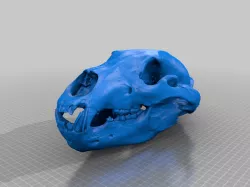 Grizzly Skull