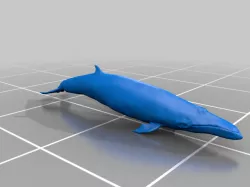 Minke Whale