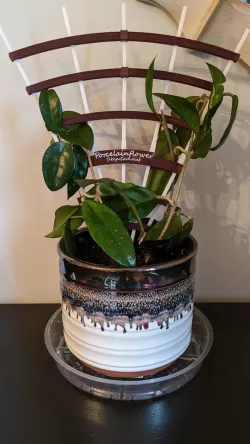 Plant Trellis