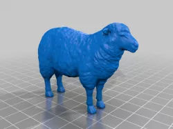 Sheep