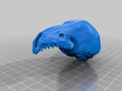 Shrew Skull