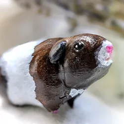 $2.00American Short Haired Guinea Pig