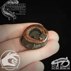 $4.99Black-Bellied Slender Salamander Batrachoseps nigriventris