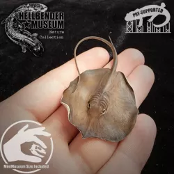 $4.99Giant Freshwater Stingray Urogymnus polylepis