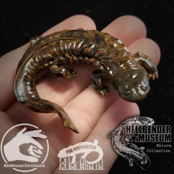 $4.99Hellbender Salamander Cryptobranchus alleganiensis