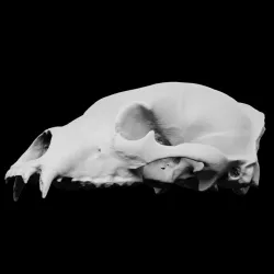 Bear skull