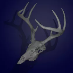European Whitetail Skull Mount