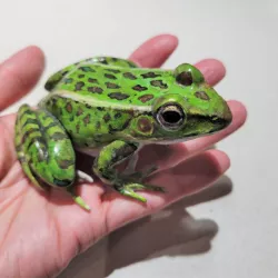 Leopard frog (Rana pipiens)