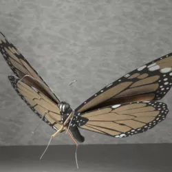 Monarch butterfly