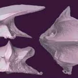 Shark Skin Denticle