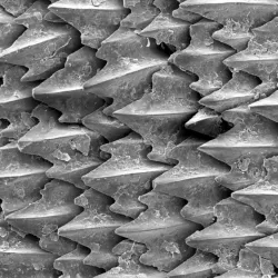 Shark Skin Denticle Layout