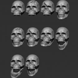 types of human skulls by race 3d models 【 STLFinder