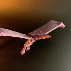 $2.50Pterodactyl