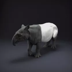 $7.00Malayan Tapir