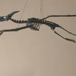 Pteranodon Skeleton