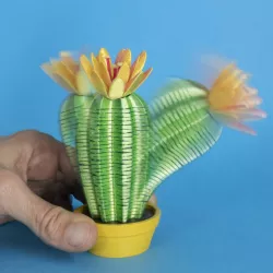 Springo Cactus Trichocereus