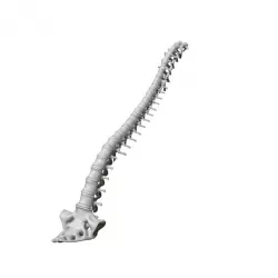 $3.80Human spine