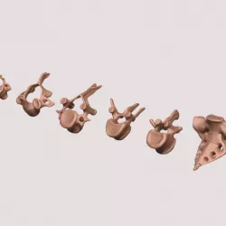$3.80vertebrae and sacrum for 3d printing