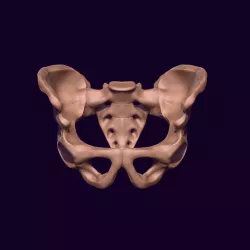 $4.60human pelvis