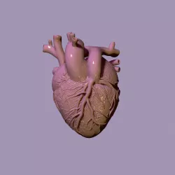$5.20human heart