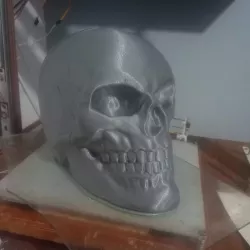Common Skull