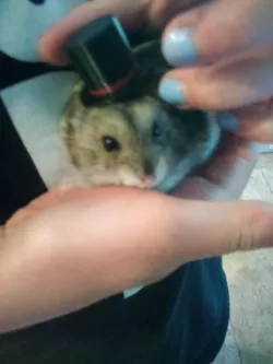 Hamster Top Hat