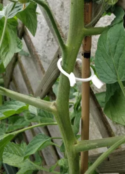 Plant clips