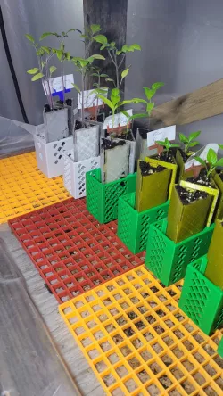 Seedling Cells