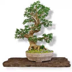 Bonsai 3D model
